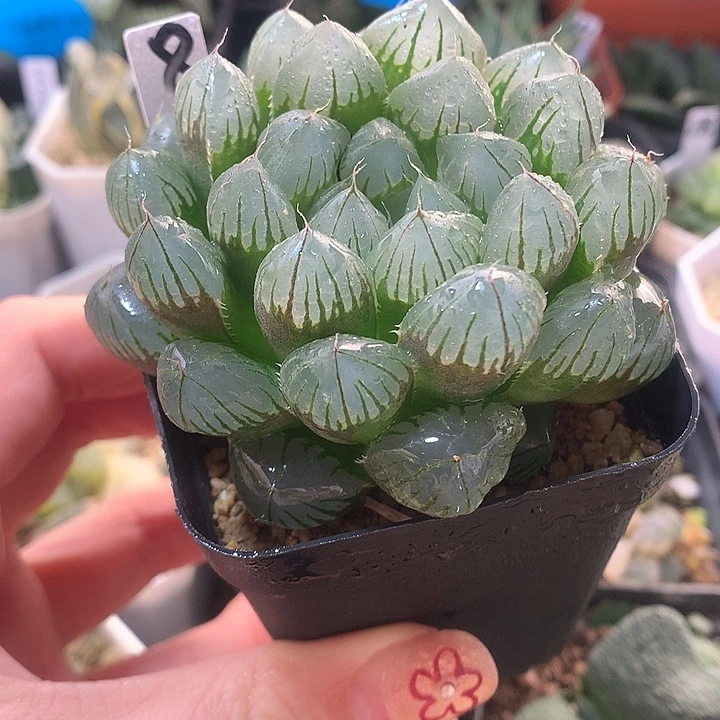 8号实生玉露一物一拍