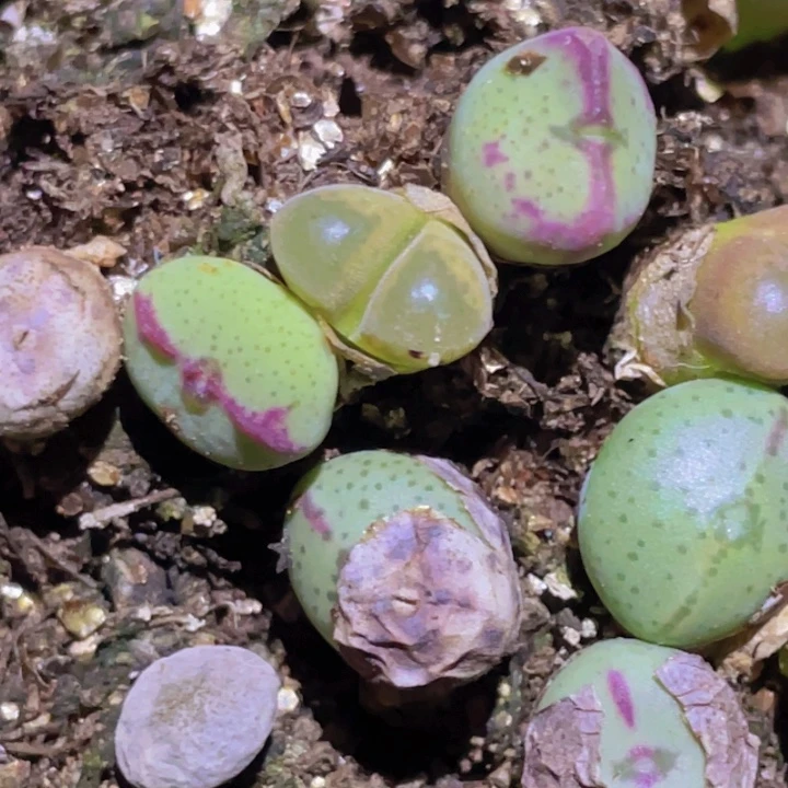 478888899898888858888