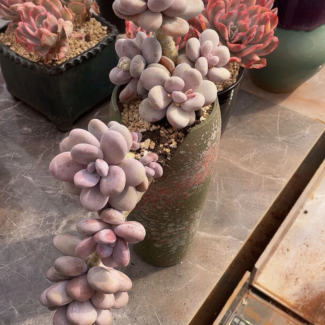 星****亮橙雪球多肉多肉多肉