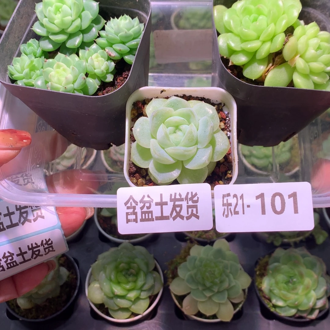 乐然21-101 框拍3颗
