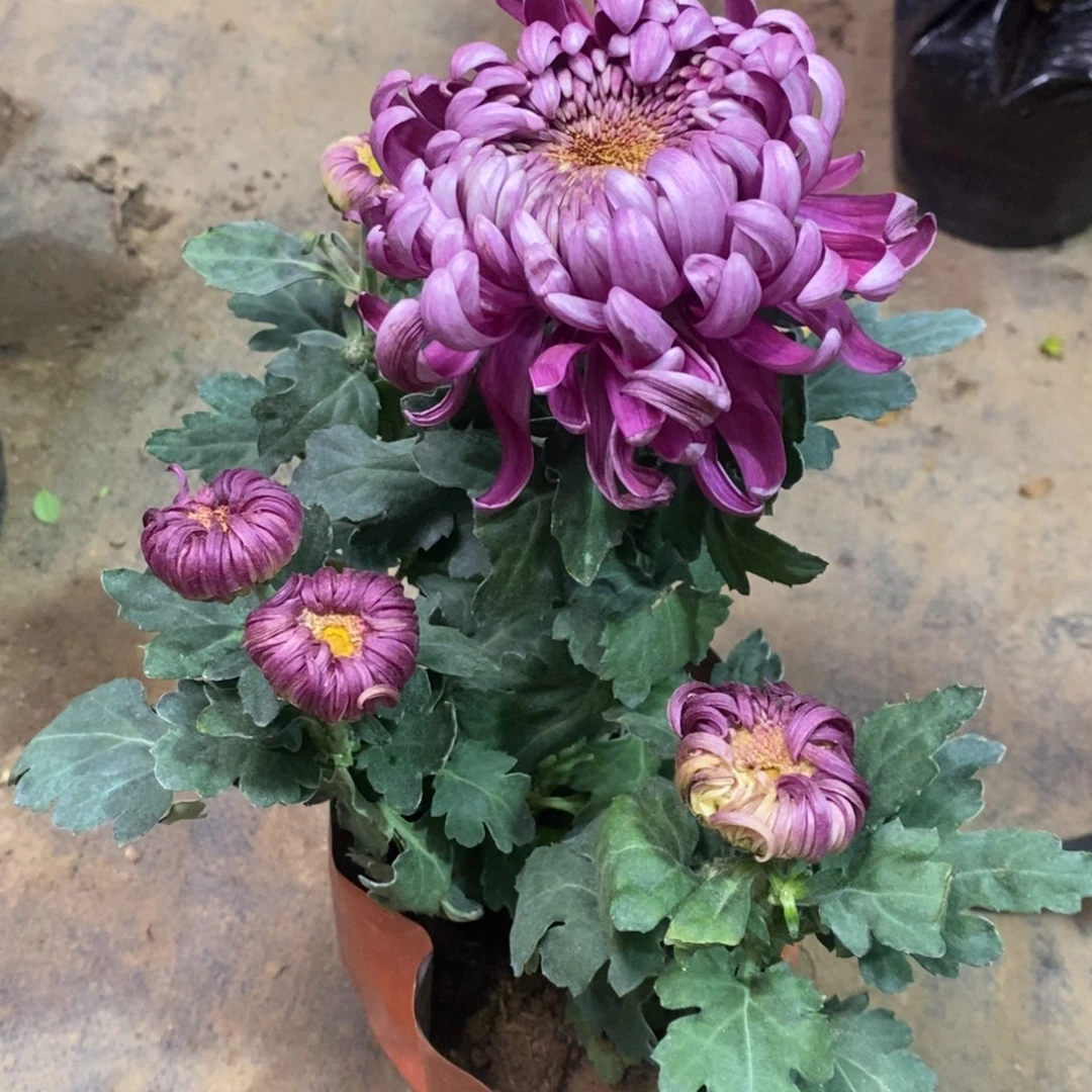 完全开放11111111111