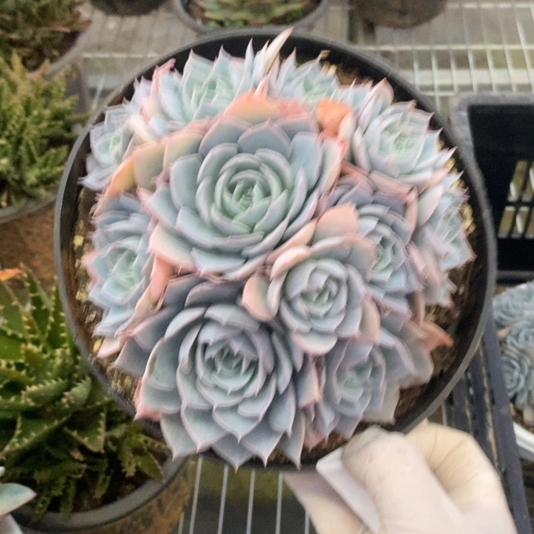 2662蓝石莲一物一拍