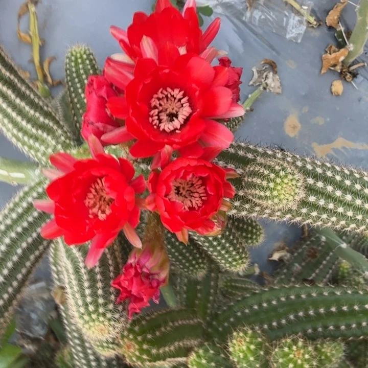 苗接白檀仙人掌群生752