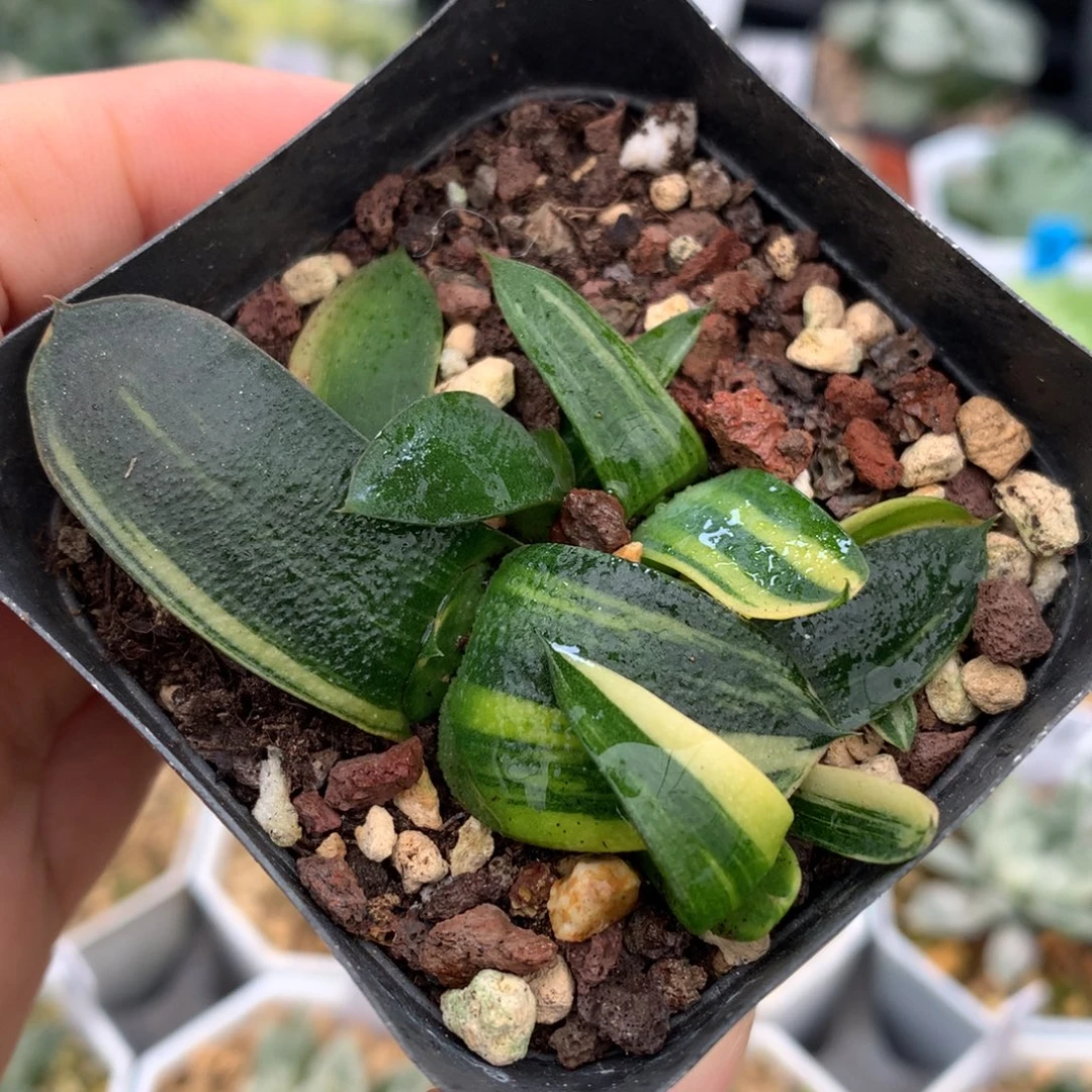 卧牛锦，带盆一起的