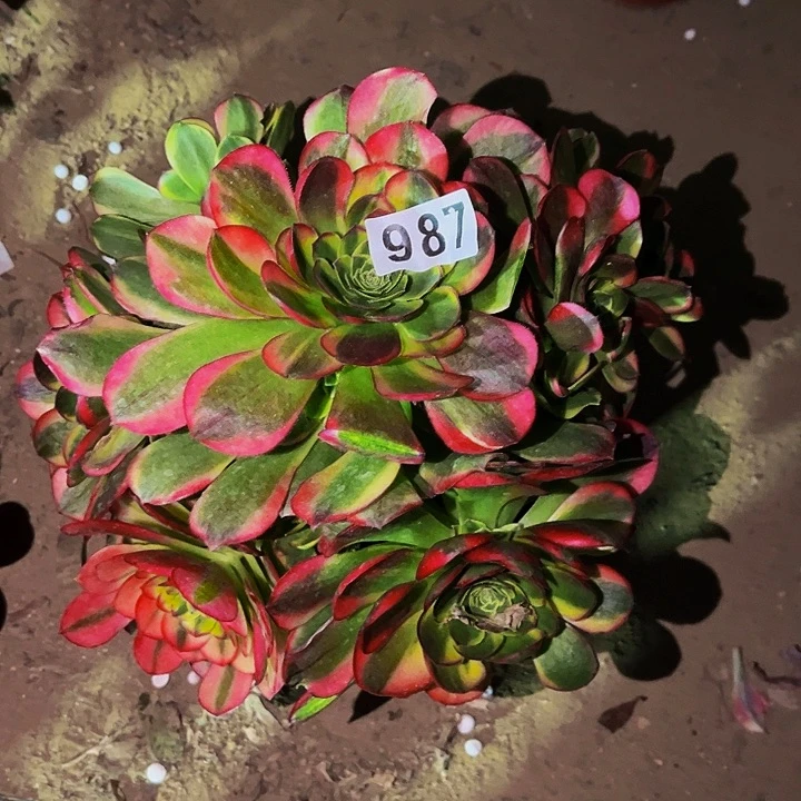 987奶白宽锦多肉植物处理不售后