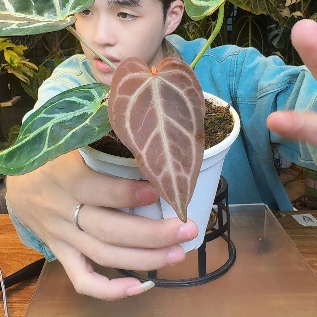 完全开放X104银骑士杂撕裂纹