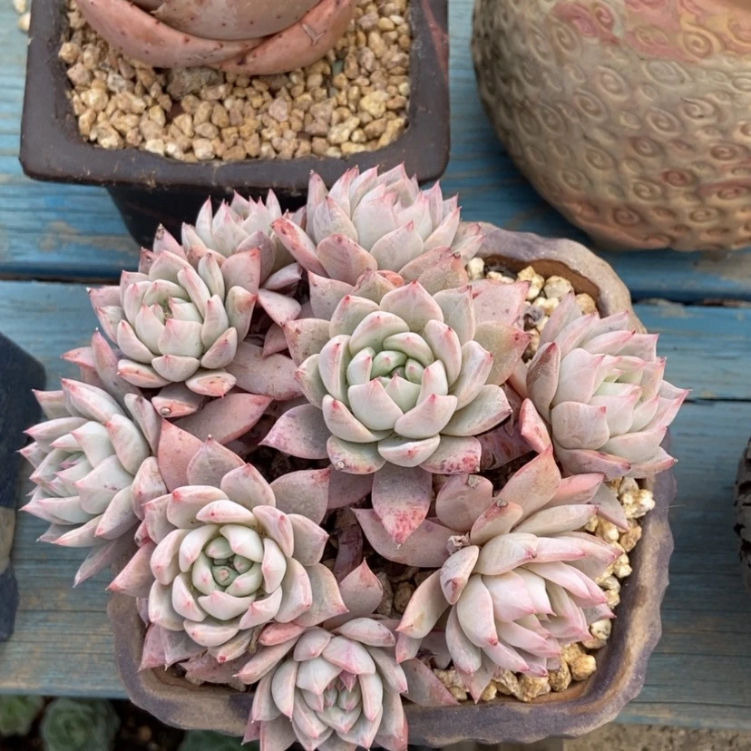 【闪购商品】粉蓝鸟