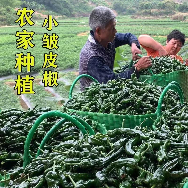 特辣小邹皮辣椒种子新鲜采摘薄皮青椒农家自种土辣椒种子正宗香辣