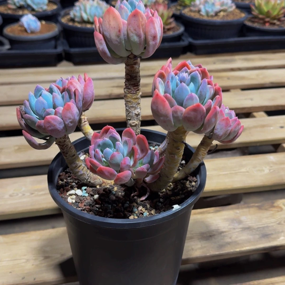 灰姑娘福利一物一拍