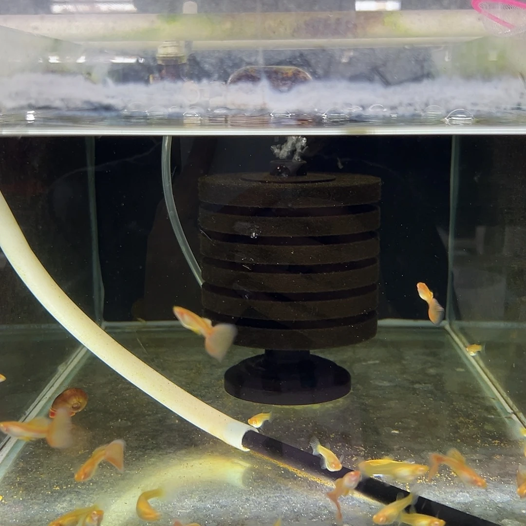 孔雀鱼金粉孔雀鱼四对