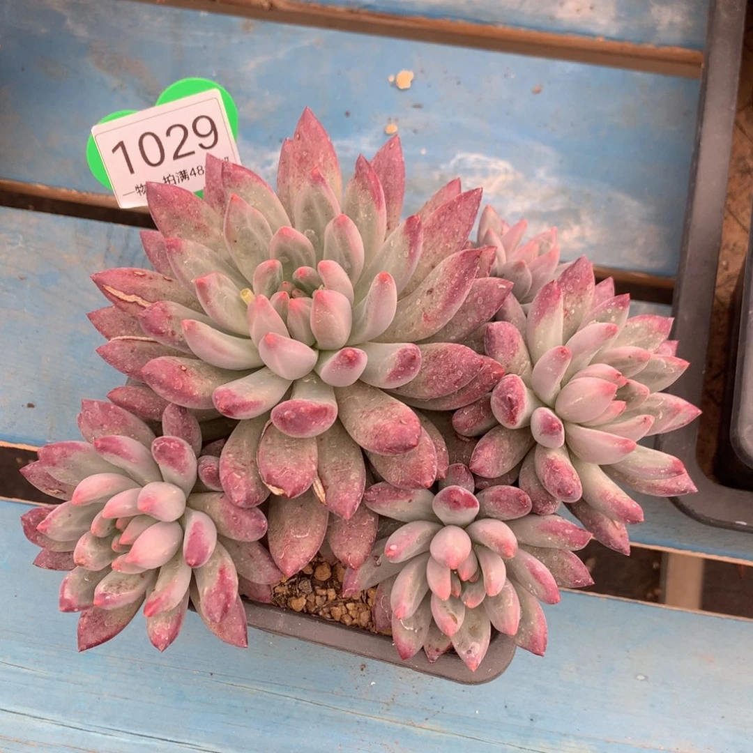 虞美人流沙体无砍1029