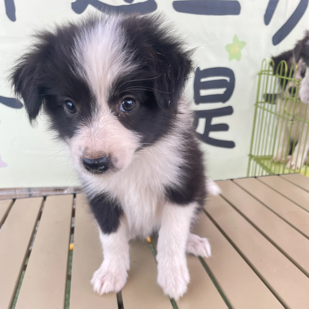 边境牧羊犬黑白三通可爱狗狗