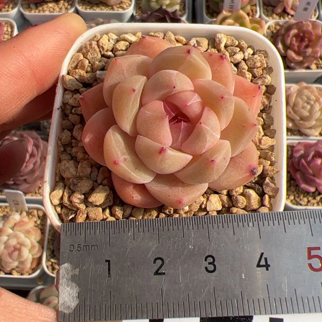 佳*玲421 多肉植物组合