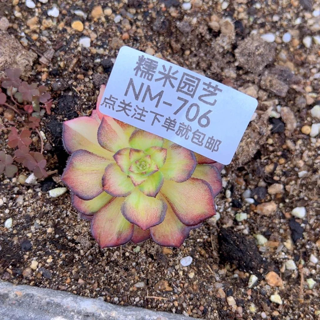 海王七彩多肉植物706