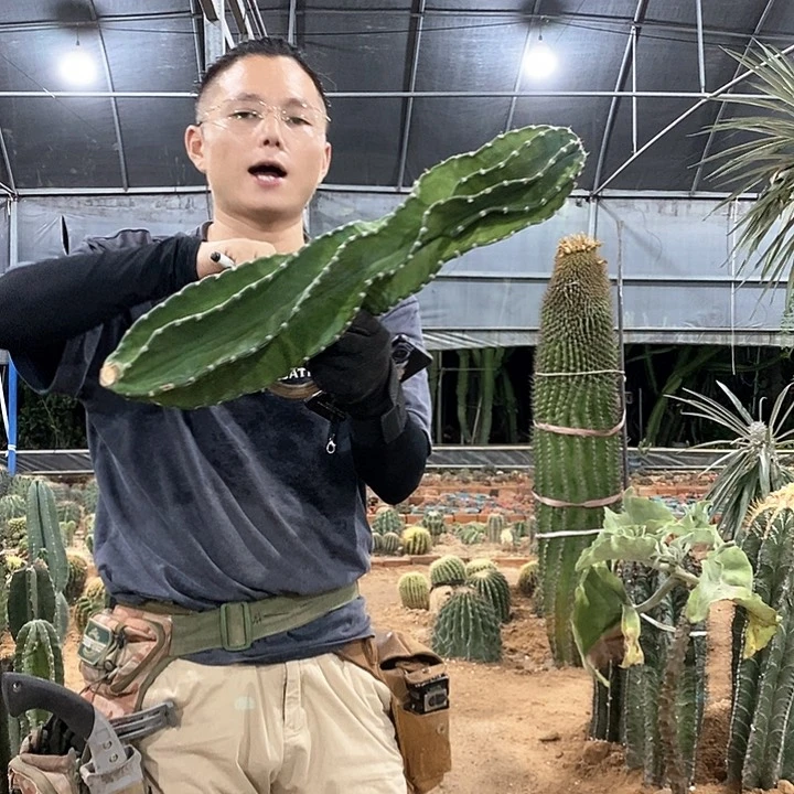 登*16号 秘鲁苹果侧枝
