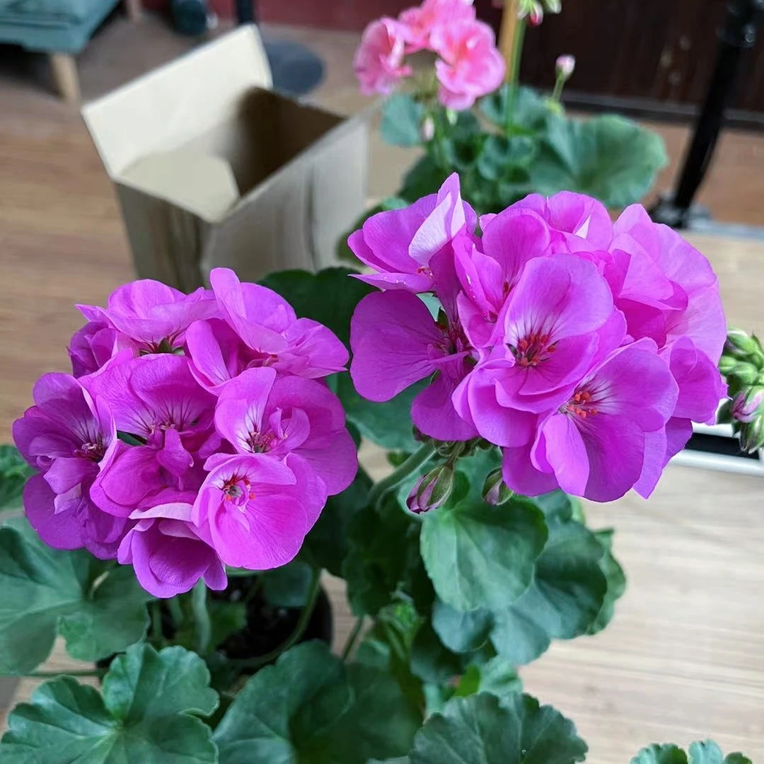 【湛蓝天空】直立精品多分支天竺葵带花苞原盆原土发货四季爆花机器