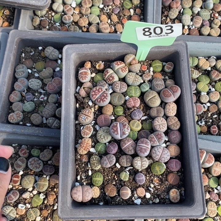 叮****生石花等植物的生长发育803