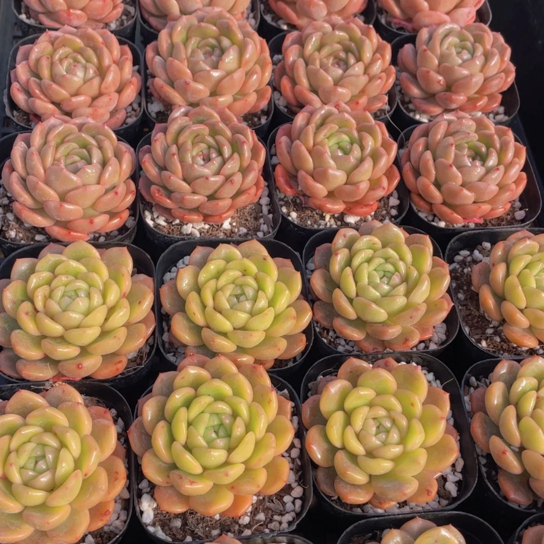 量拍109号 小豆丁单头2个 发不一样的