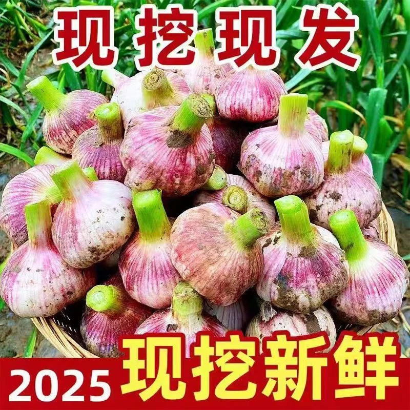 2025河南杞县新大蒜湿蒜现挖现发A