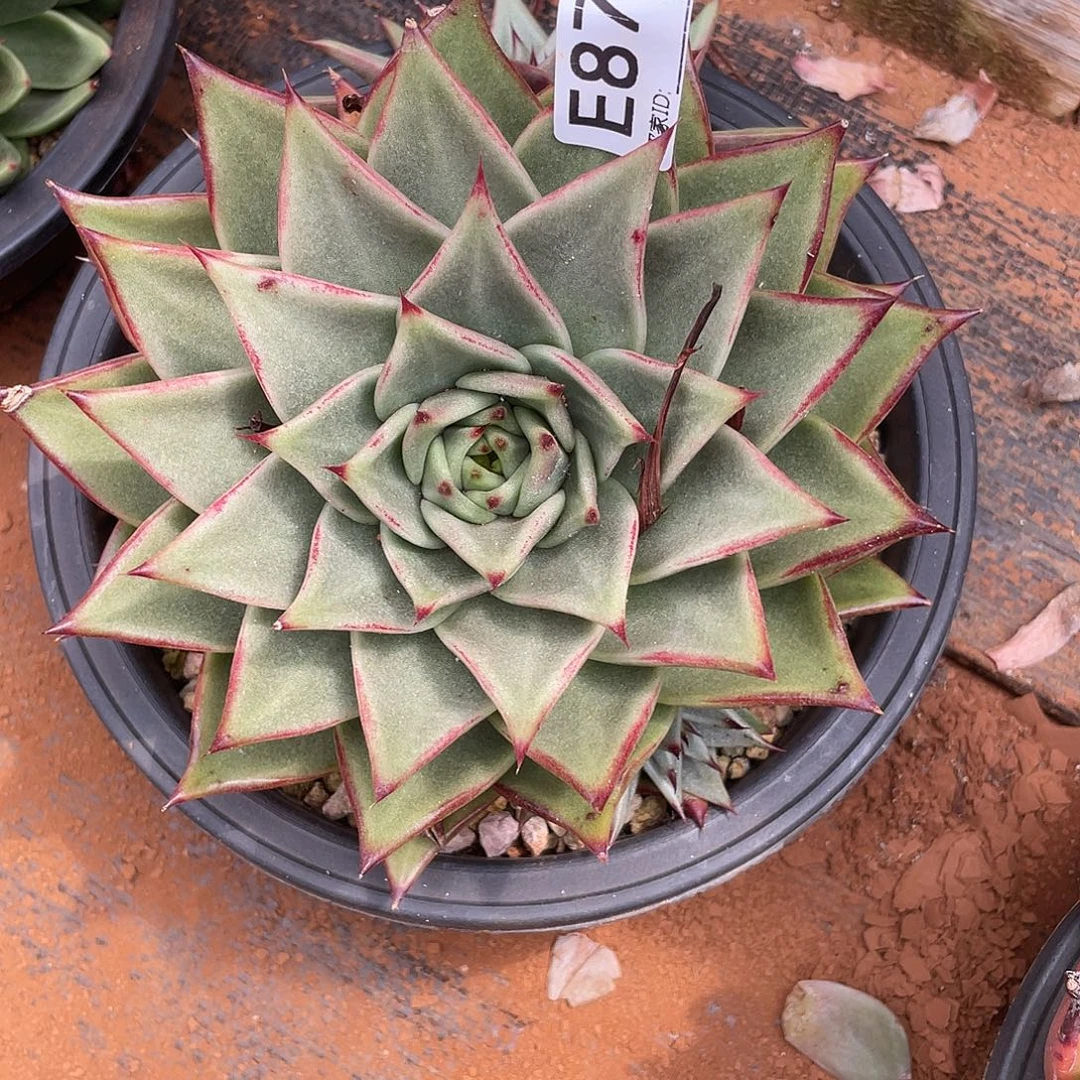 若如东云筐拍E870