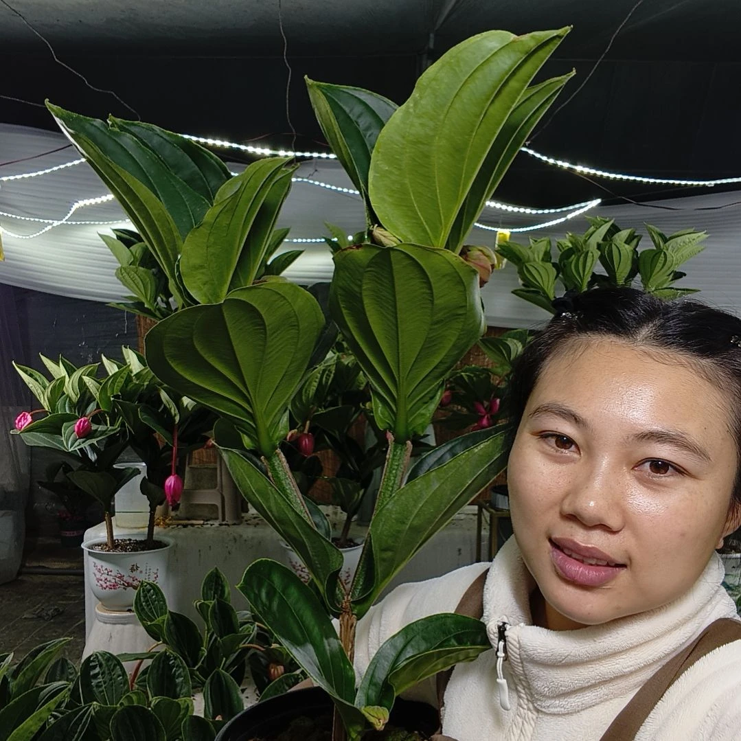 无花朵宝莲灯一物一拍基地直发