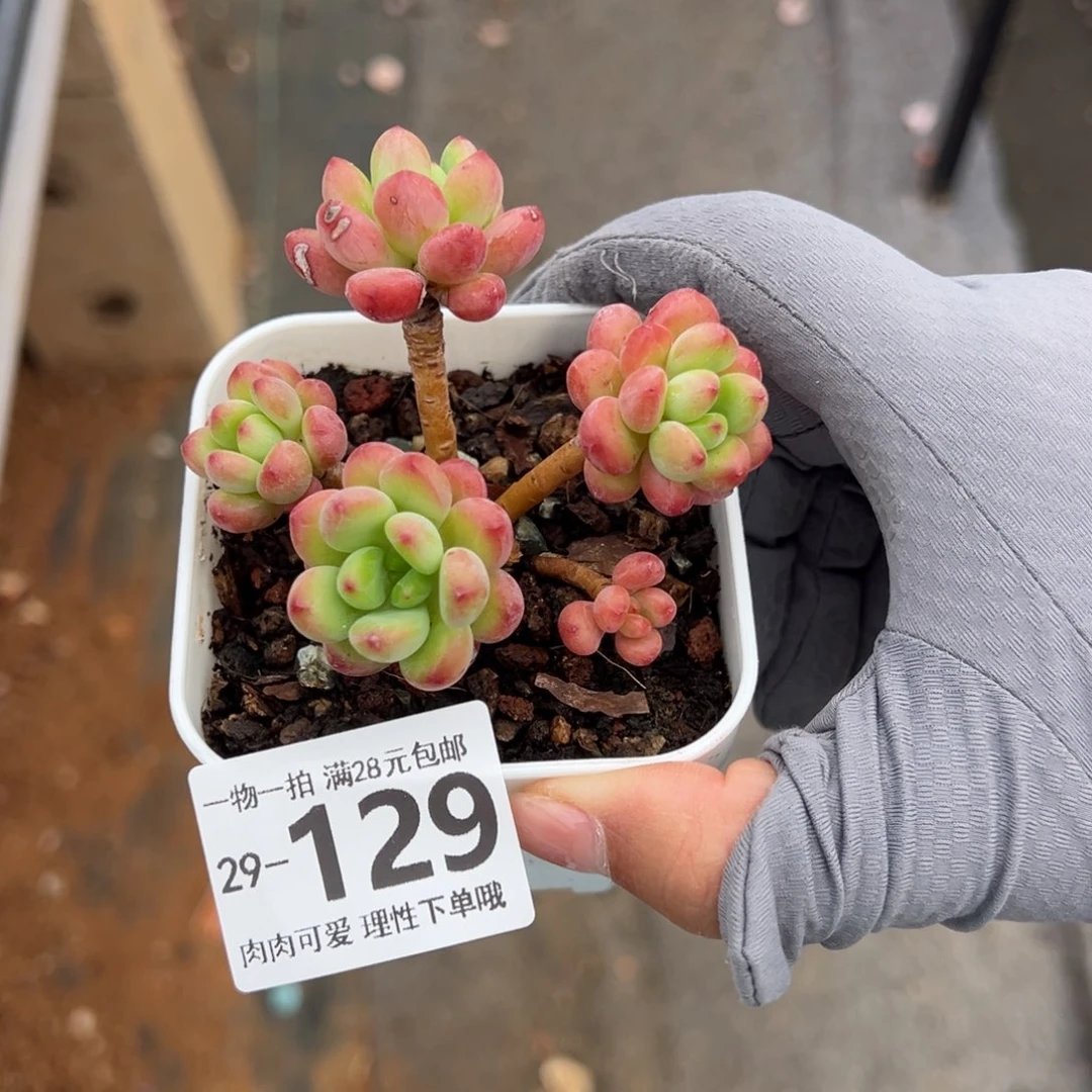 香格里拉多肉多肉多肉多肉多肉