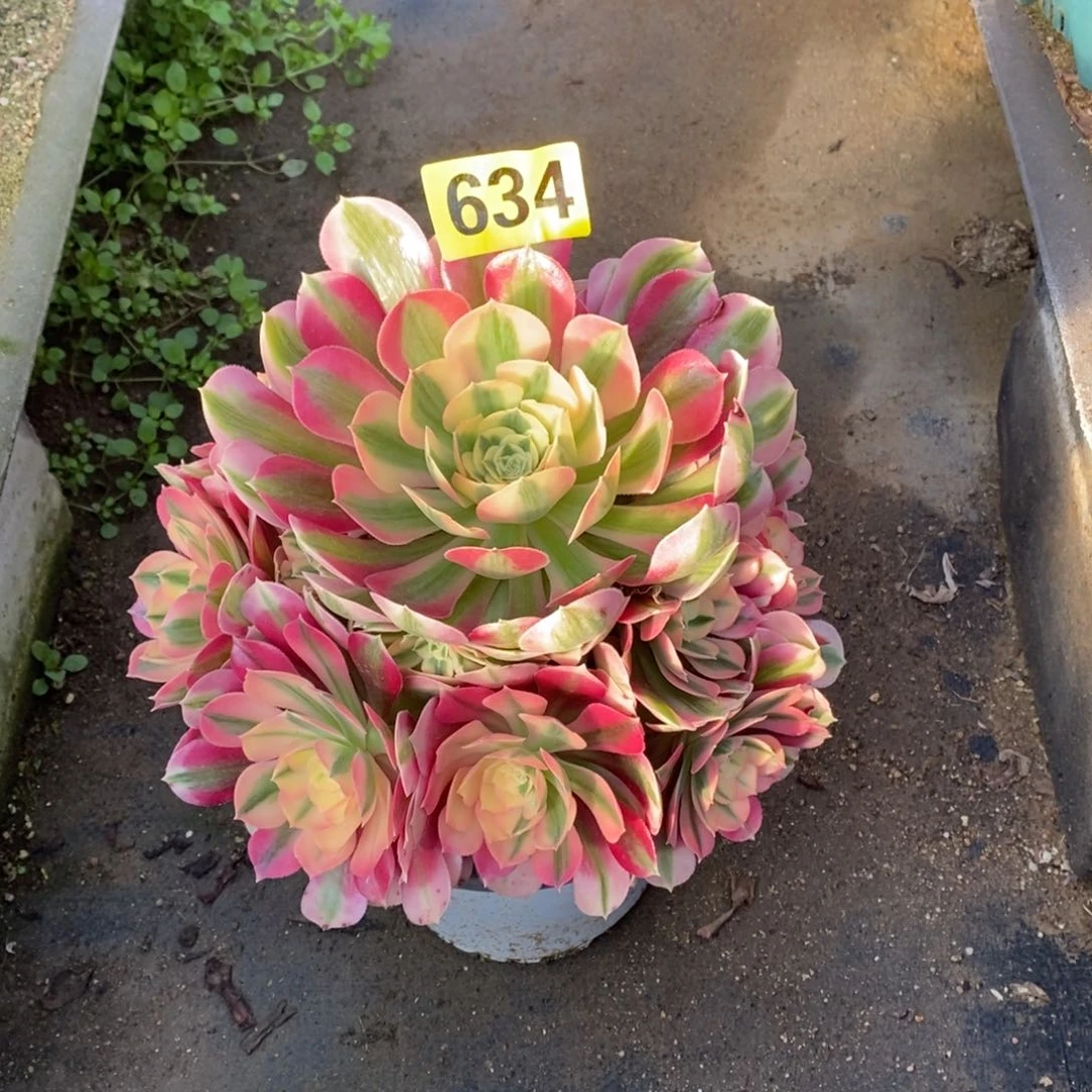 。*朗粉女巫多肉法师634