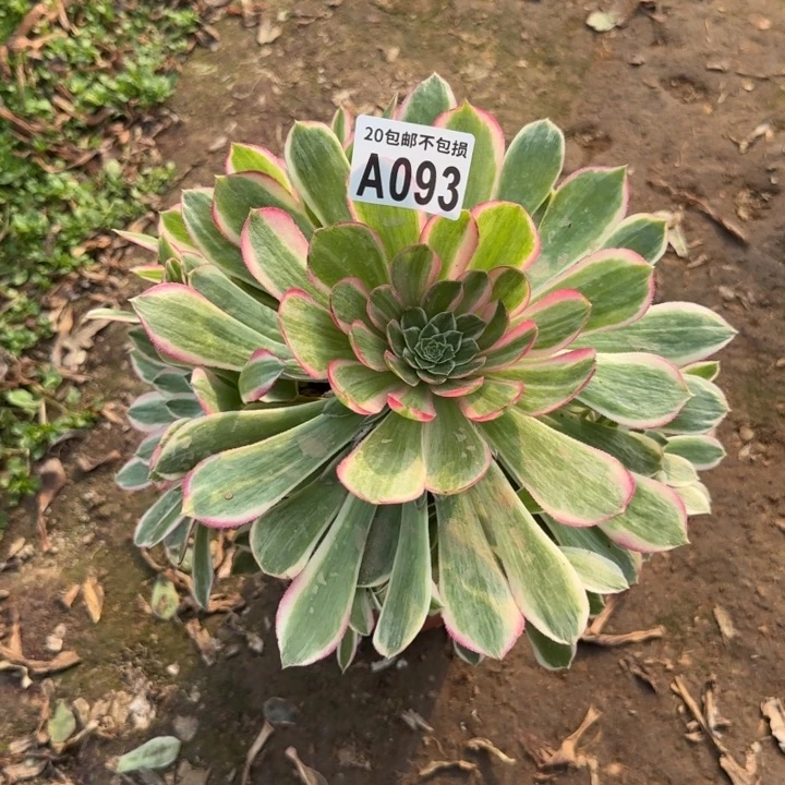 孔雀翎……多肉植物……