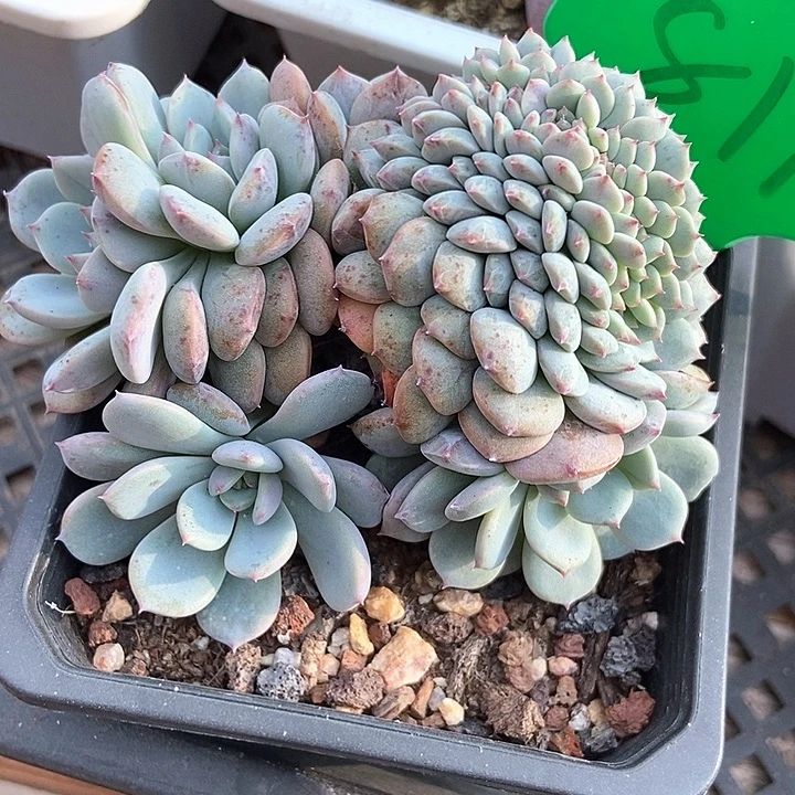 多肉植物蓝鸟杂交梦露缀811