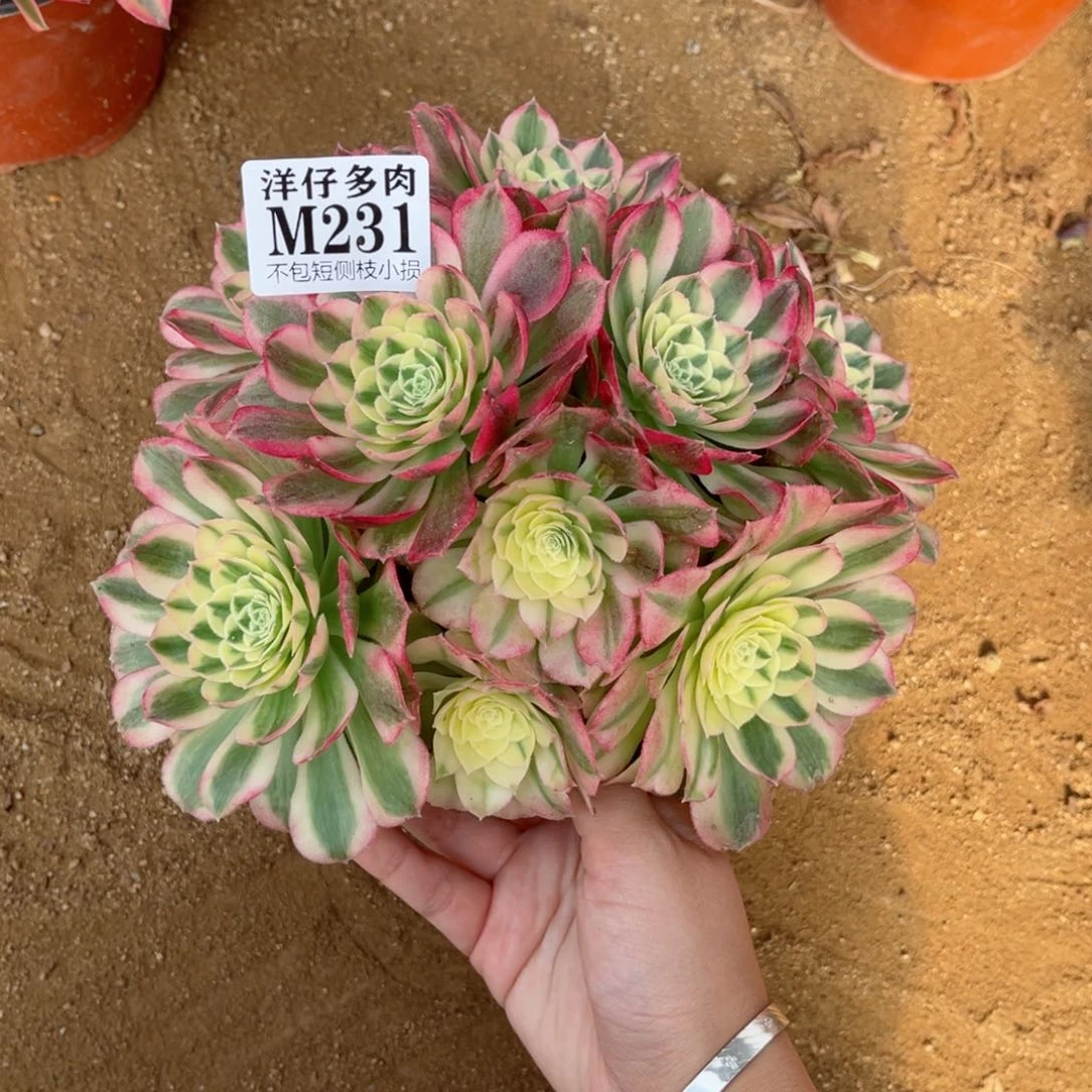 231玉姿 冠幅18左右