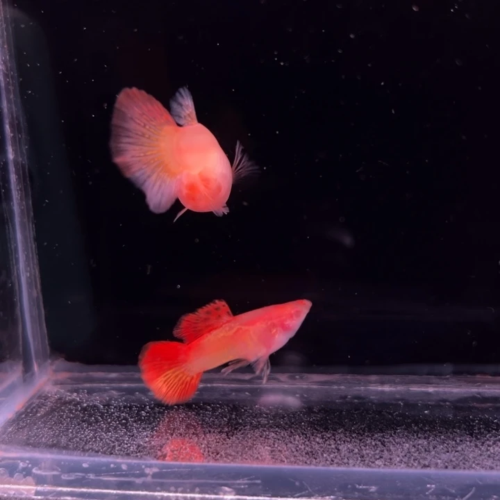 孔雀鱼红龙白子玻璃猫种鱼1对