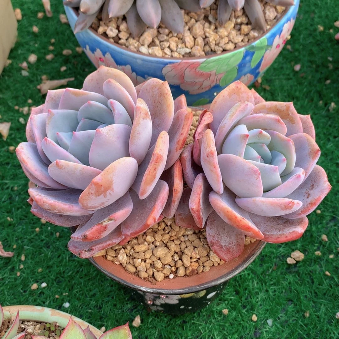 樱花奶茶18 公分一物一拍