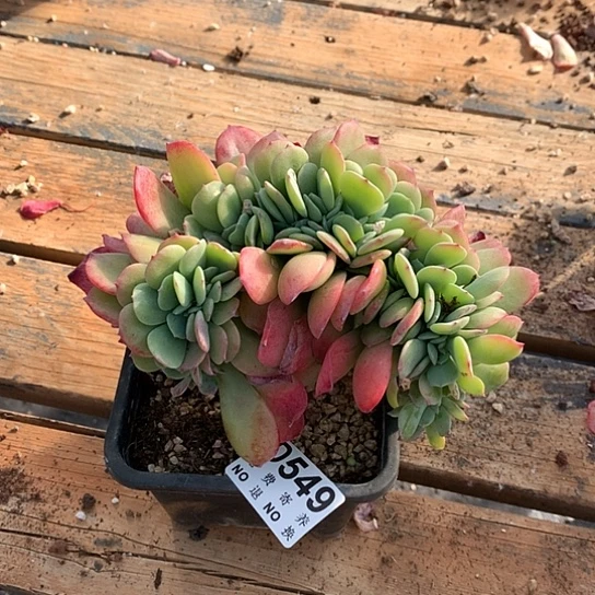 云***️天鹅绒缀化549 瑕疵亏本处理退款拉黑7/8天发货