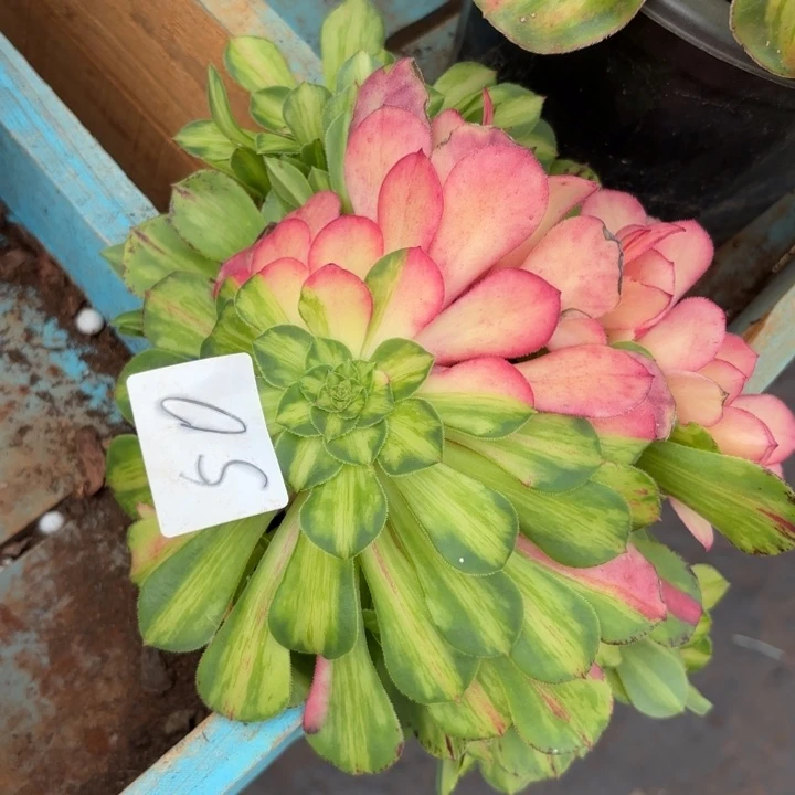 无花朵050特价知否无根无售后