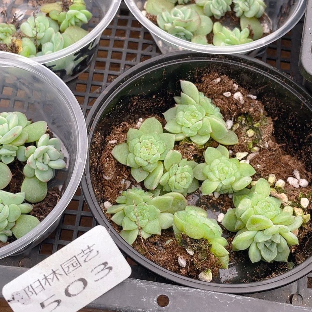 无***。多肉植物多肉植物503