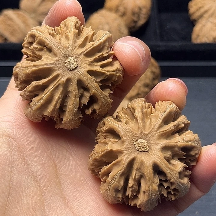 岁***w核桃秦岭突突突突突突突