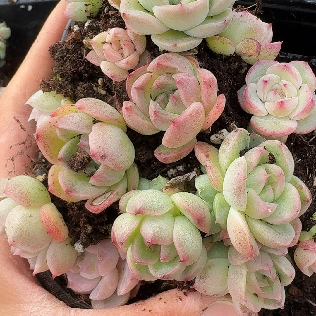 杂交新品珍妮多肉494