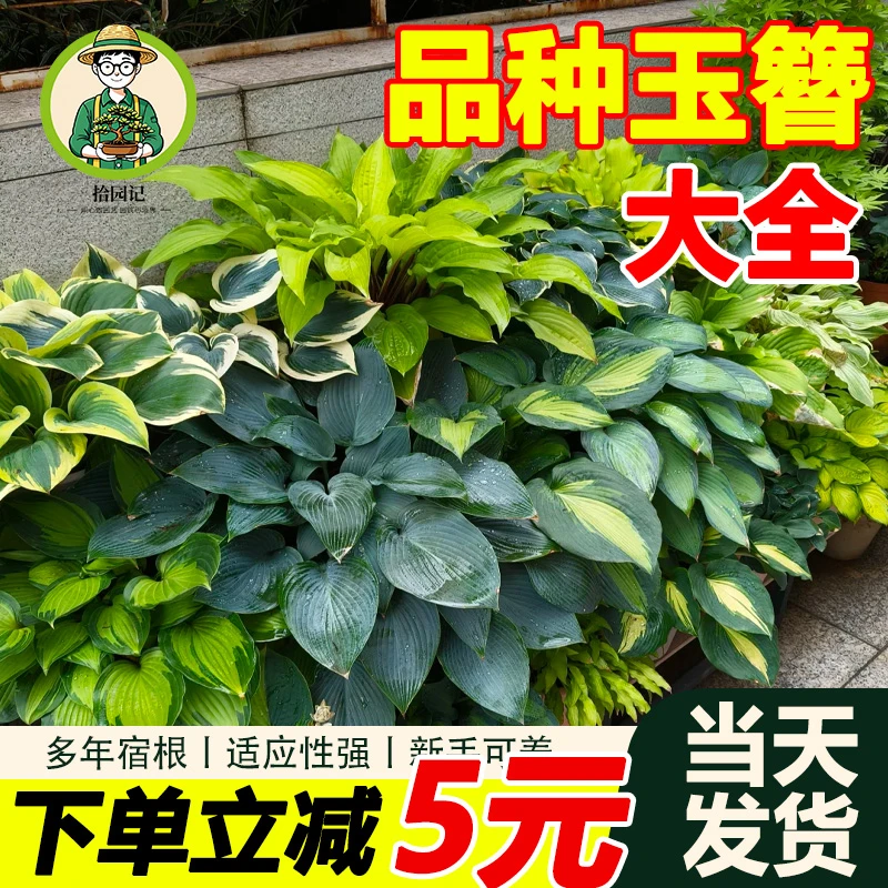 拾园记玉簪花阳台绿植好养室内外庭院四季观叶植物耐阴旱花卉绿化