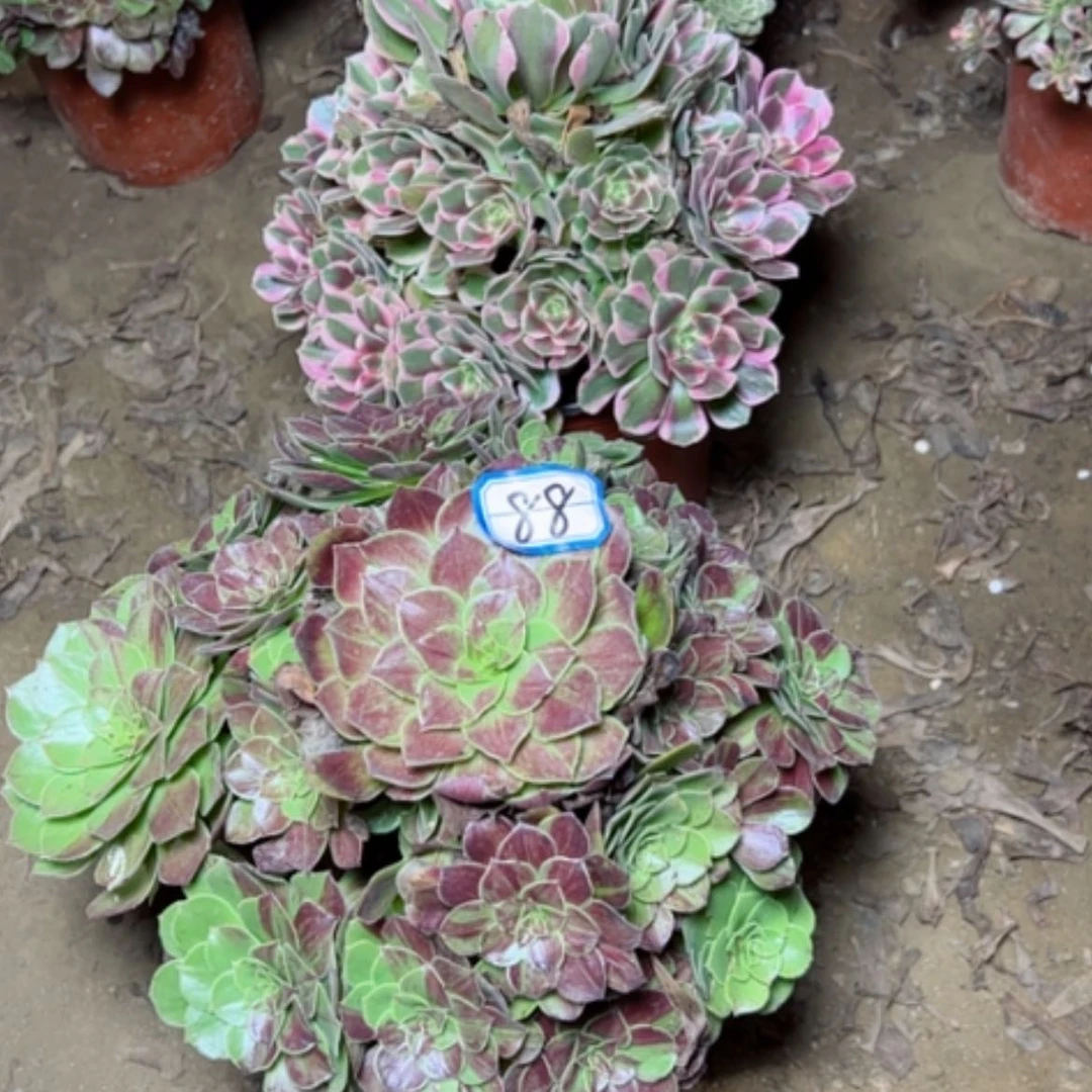 【闪购商品】?组合37