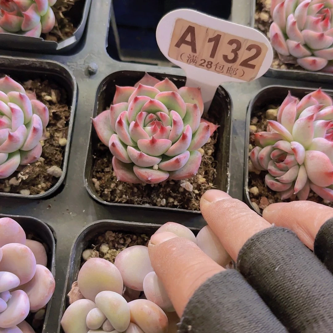 A132吉娃娃一物一拍