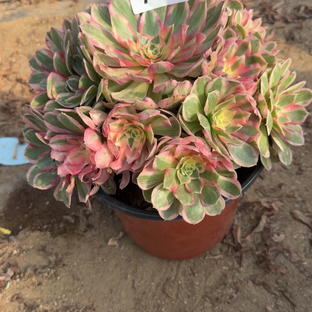 741玉芙蓉。多肉植物