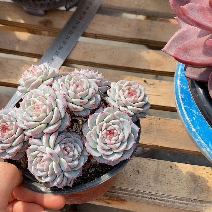 燕***儿多肉植物肉肉植物