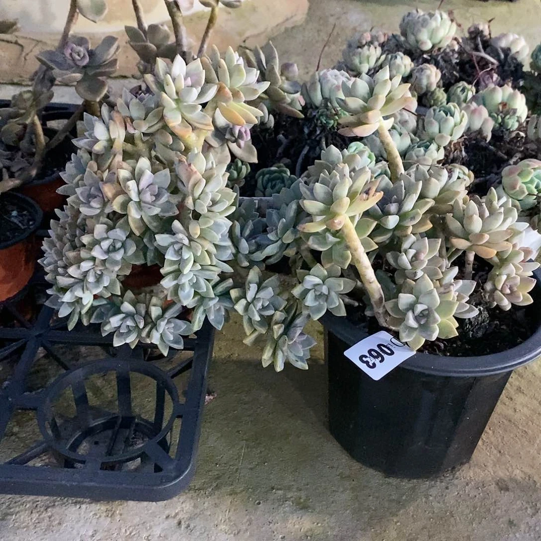 青****5063淡雪缀多肉植物