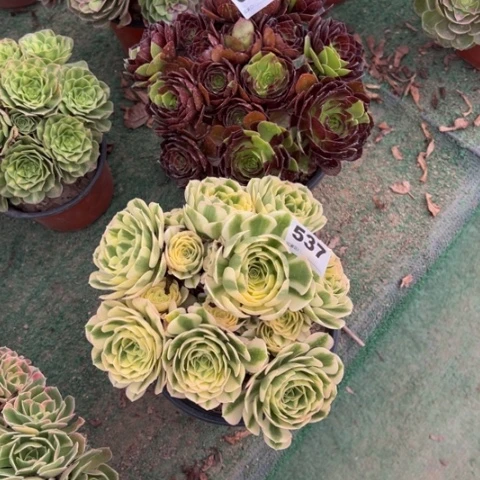 哈***海697花花公子，537迈巴赫