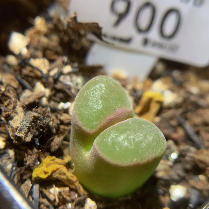 Sss精品一物一拍900