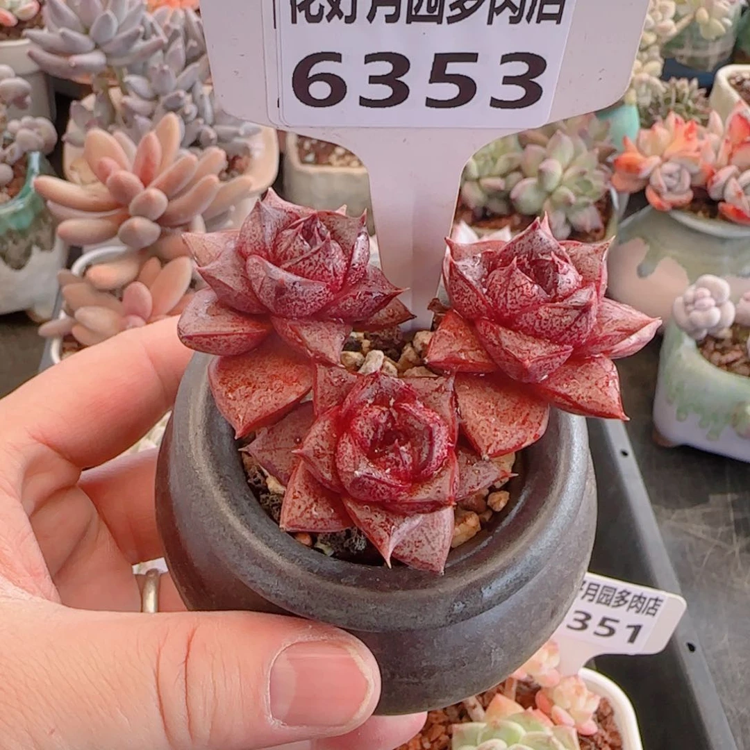 依*多肉植物6353……………………