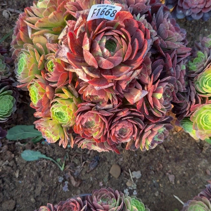 美**梦1668花月夜。多肉植物