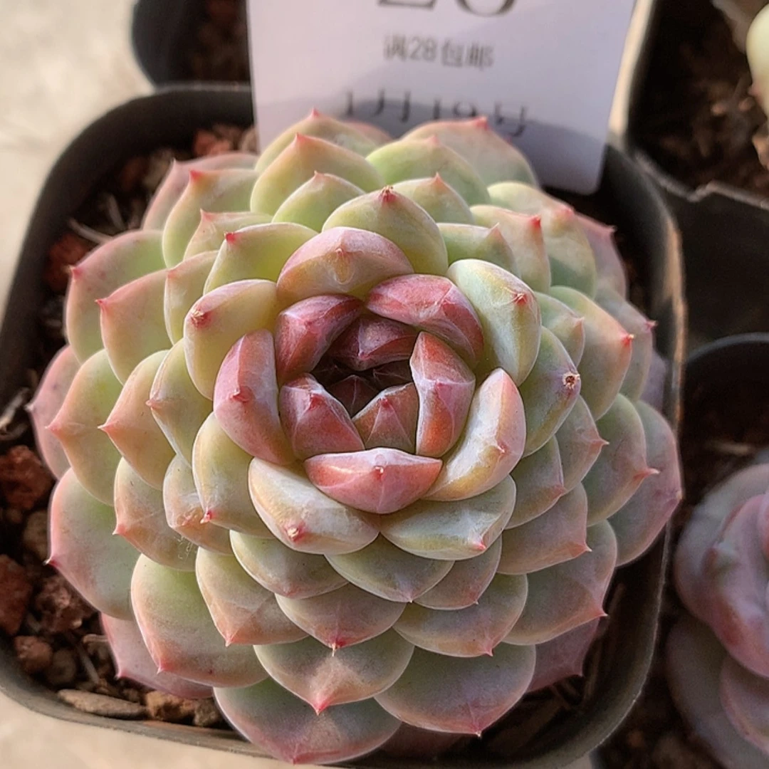 【闪购商品】云20号