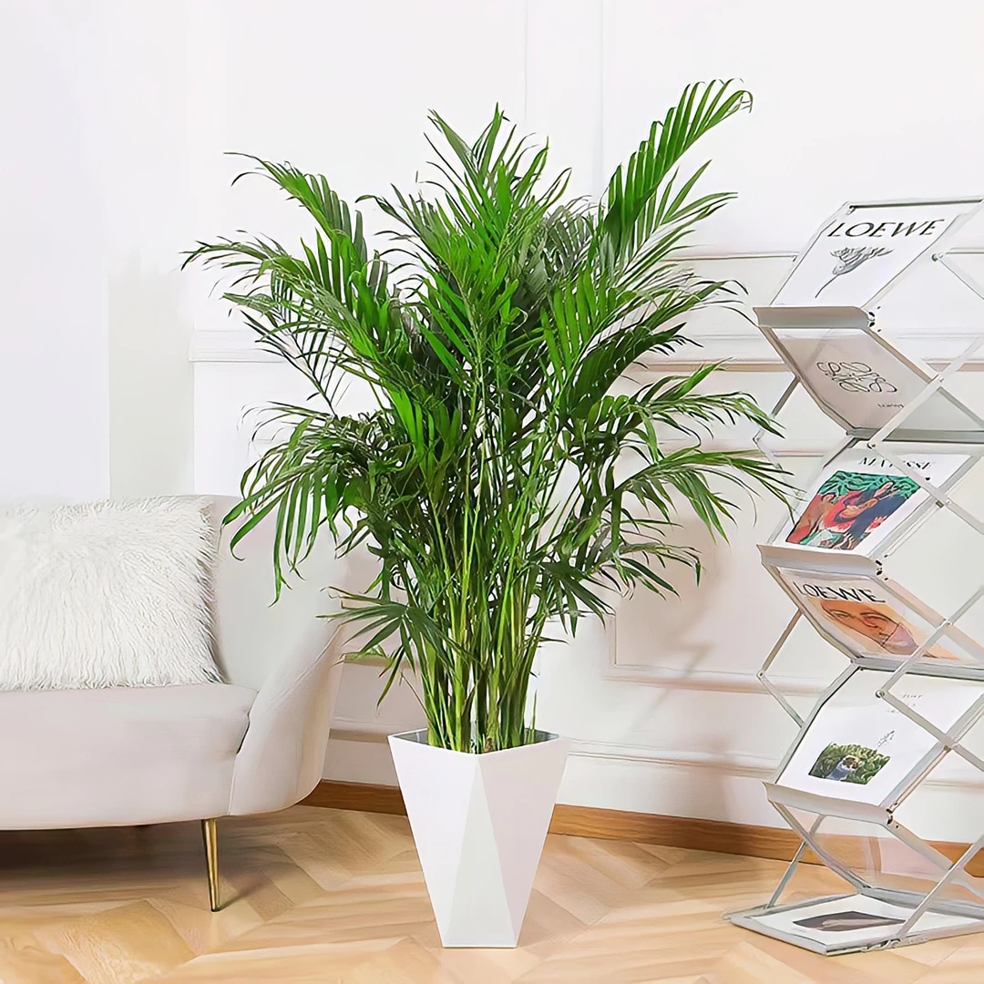 【1.1-1.2米】富贵椰子观叶植物室内客厅办公室四季常绿除甲醛好养