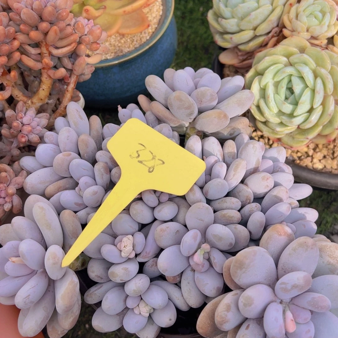 香玉的故事是一个人的故事吗我